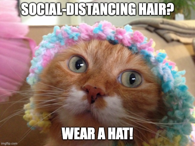 Oscar in a beanie | SOCIAL-DISTANCING HAIR? WEAR A HAT! | image tagged in cat,cat weekend,covid-19,covid19 | made w/ Imgflip meme maker