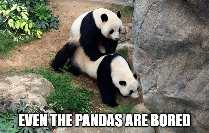 pandas | EVEN THE PANDAS ARE BORED | image tagged in pandas | made w/ Imgflip meme maker