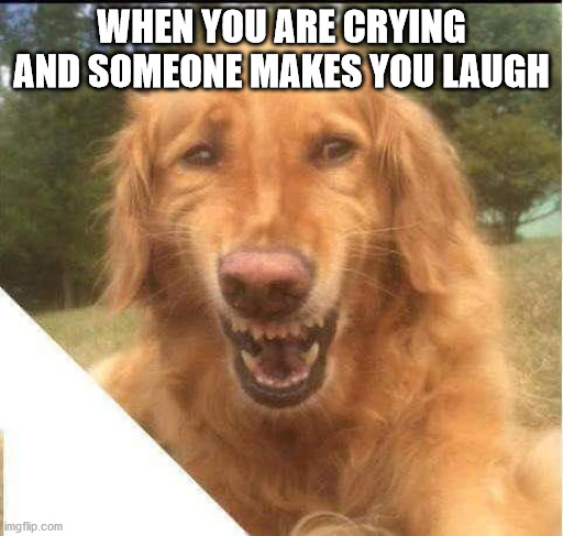 Crying smiling dog | WHEN YOU ARE CRYING AND SOMEONE MAKES YOU LAUGH | image tagged in crying smiling dog | made w/ Imgflip meme maker