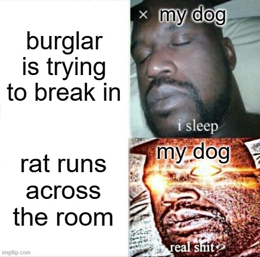 Sleeping Shaq | my dog; burglar is trying to break in; my dog; rat runs across the room | image tagged in memes,sleeping shaq | made w/ Imgflip meme maker