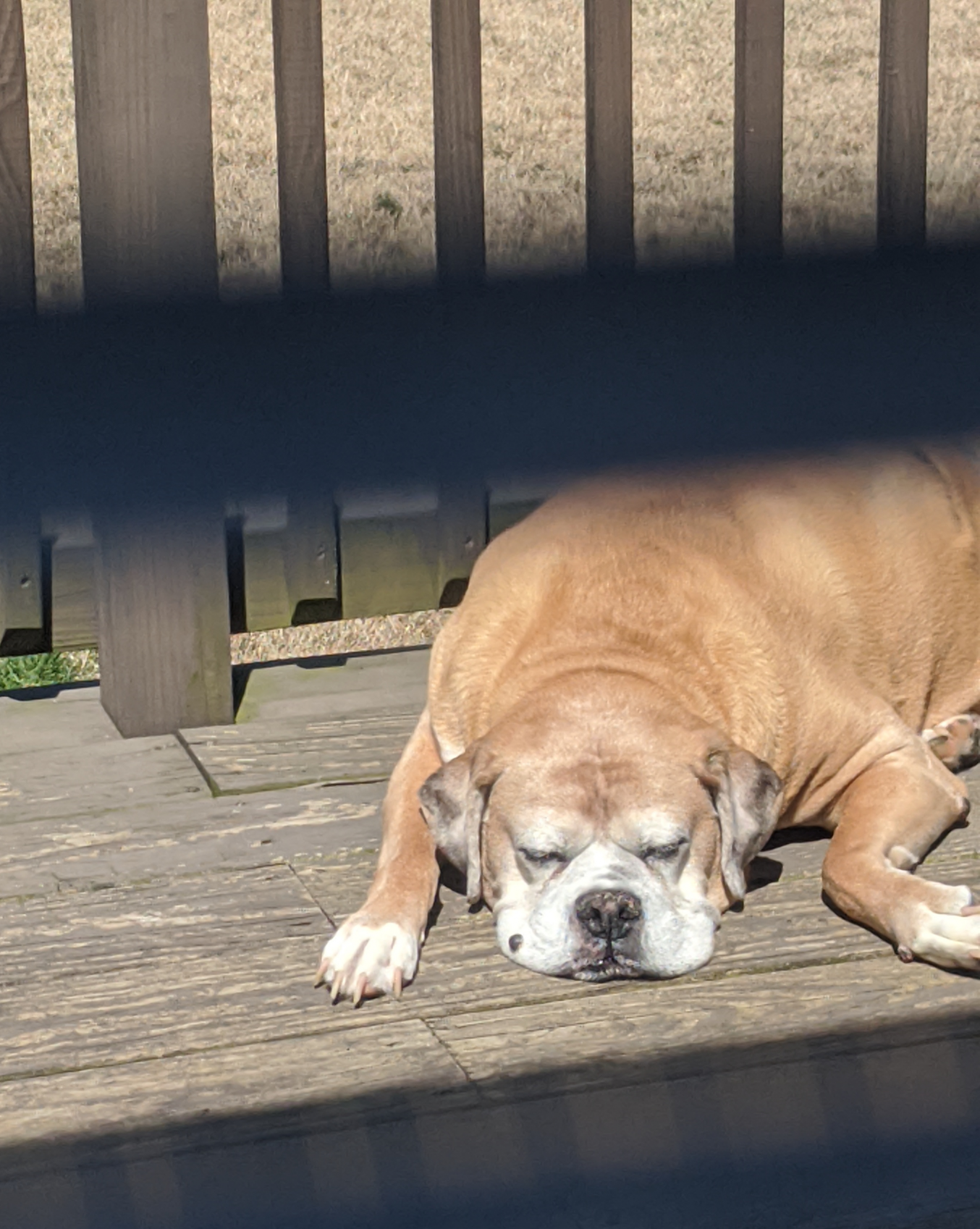 Bentley Snoozing Blank Meme Template