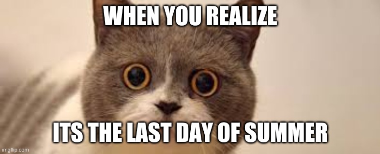 WHEN YOU REALIZE; ITS THE LAST DAY OF SUMMER | image tagged in cats | made w/ Imgflip meme maker