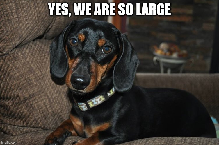 Weiner dog | YES, WE ARE SO LARGE | image tagged in weiner dog | made w/ Imgflip meme maker