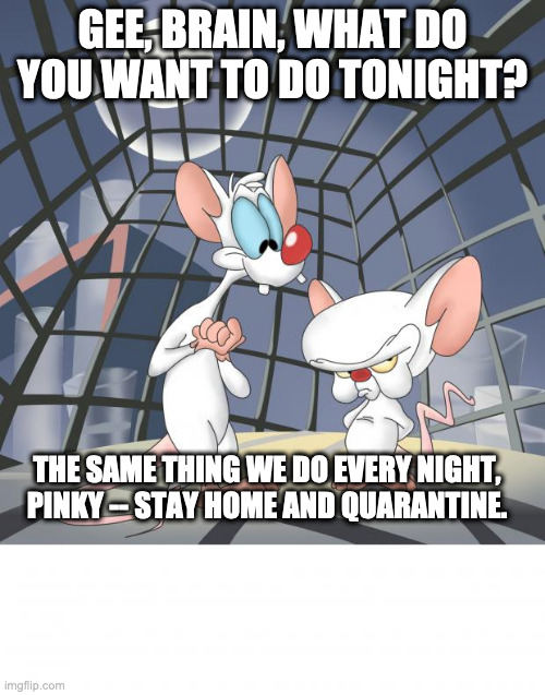 Pinky and the brain | GEE, BRAIN, WHAT DO YOU WANT TO DO TONIGHT? THE SAME THING WE DO EVERY NIGHT, PINKY -- STAY HOME AND QUARANTINE. | image tagged in pinky and the brain | made w/ Imgflip meme maker