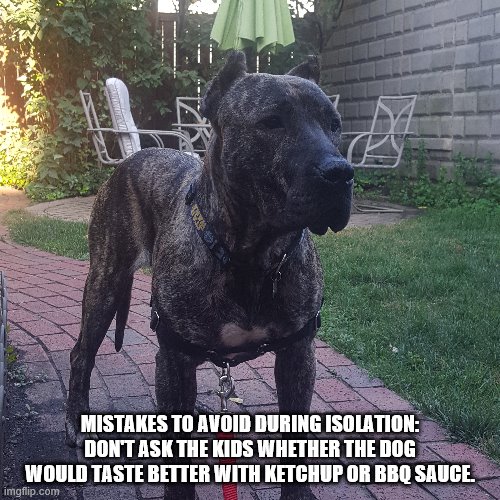 MISTAKES TO AVOID DURING ISOLATION:
DON'T ASK THE KIDS WHETHER THE DOG WOULD TASTE BETTER WITH KETCHUP OR BBQ SAUCE. | image tagged in coronavirus,dog | made w/ Imgflip meme maker