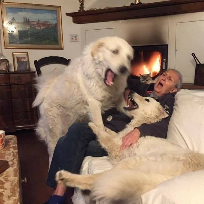 Two Dogs Fighting Blank Meme Template