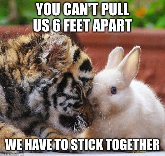 rabbit and tiger | YOU CAN'T PULL US 6 FEET APART; WE HAVE TO STICK TOGETHER | image tagged in funny | made w/ Imgflip meme maker