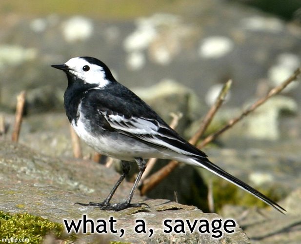 Savage Pied Wagtail | what, a, savage | image tagged in savage pied wagtail | made w/ Imgflip meme maker