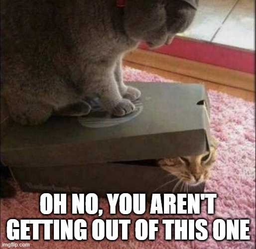 Boxed In | OH NO, YOU AREN'T GETTING OUT OF THIS ONE | image tagged in asshole cat | made w/ Imgflip meme maker