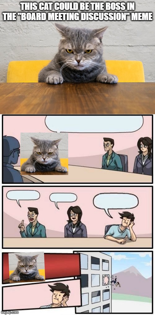 Sub in the Cat | THIS CAT COULD BE THE BOSS IN THE "BOARD MEETING DISCUSSION" MEME | image tagged in memes,boardroom meeting suggestion | made w/ Imgflip meme maker
