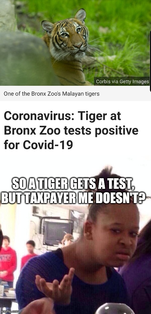 SO A TIGER GETS A TEST, BUT TAXPAYER ME DOESN'T? | image tagged in memes,black girl wat,covid tiger | made w/ Imgflip meme maker