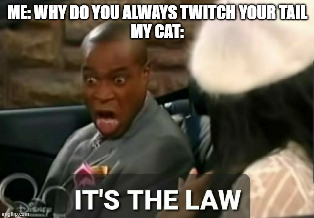 It's the law | ME: WHY DO YOU ALWAYS TWITCH YOUR TAIL
MY CAT: | image tagged in it's the law | made w/ Imgflip meme maker