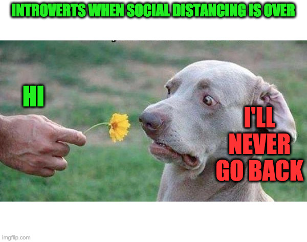 Introverts in Real Life | INTROVERTS WHEN SOCIAL DISTANCING IS OVER; HI; I'LL NEVER GO BACK | image tagged in social distancing,antisocial,introverted,keep to yourself,shoulda stayed home | made w/ Imgflip meme maker