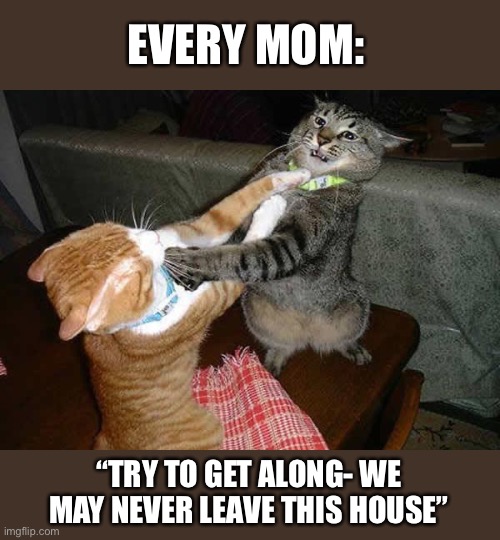 Two cats fighting for real | EVERY MOM:; “TRY TO GET ALONG- WE MAY NEVER LEAVE THIS HOUSE” | image tagged in two cats fighting for real | made w/ Imgflip meme maker