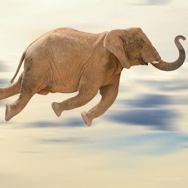 High Quality Flying Elephant Blank Meme Template