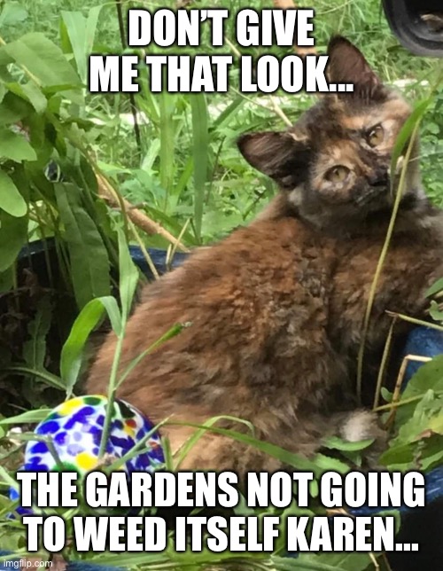 DON’T GIVE ME THAT LOOK... THE GARDENS NOT GOING TO WEED ITSELF KAREN... | image tagged in cats | made w/ Imgflip meme maker