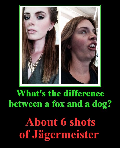 What's the difference between a fox and a dog? - Imgflip