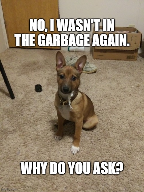 NO, I WASN'T IN THE GARBAGE AGAIN. WHY DO YOU ASK? | image tagged in funny dogs | made w/ Imgflip meme maker