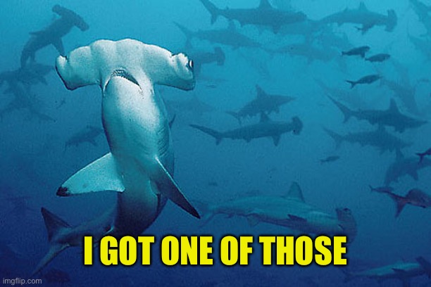 Hammerhead shark | I GOT ONE OF THOSE | image tagged in hammerhead shark | made w/ Imgflip meme maker