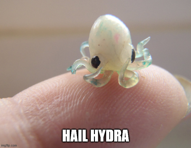 Hail Hydra |  HAIL HYDRA | image tagged in hail hydra,hydra,baby squid | made w/ Imgflip meme maker