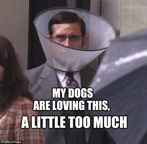 face masks don't work | MY DOGS ARE LOVING THIS, A LITTLE TOO MUCH | image tagged in face masks don't work | made w/ Imgflip meme maker