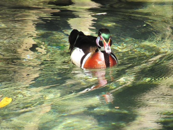 Duck! | image tagged in homosassa fl | made w/ Imgflip meme maker