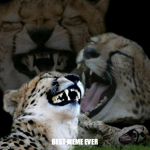 Laughing tiger | BEST MEME EVER | image tagged in laughing tiger | made w/ Imgflip meme maker