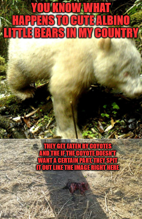 albino bears | YOU KNOW WHAT HAPPENS TO CUTE ALBINO LITTLE BEARS IN MY COUNTRY; THEY GET EATEN BY COYOTES AND THE IF THE COYOTE DOESN'T WANT A CERTAIN PART, THEY SPIT IT OUT LIKE THE IMAGE RIGHT HERE | image tagged in coyote | made w/ Imgflip meme maker