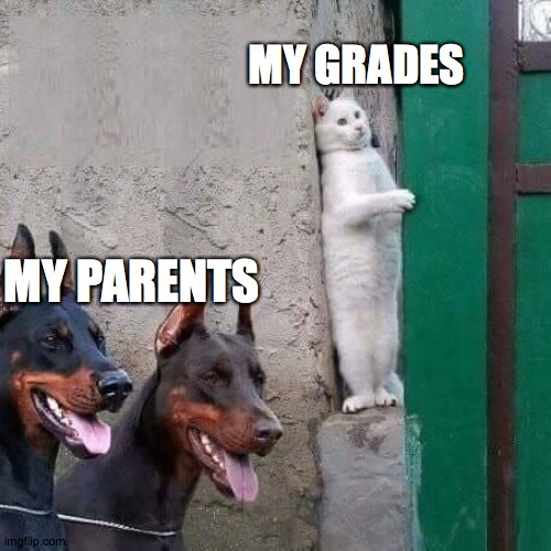 cat hiding from dogs | MY GRADES; MY PARENTS | image tagged in cat hiding from dogs | made w/ Imgflip meme maker