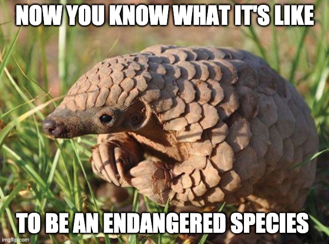 Endangered Species | NOW YOU KNOW WHAT IT'S LIKE; TO BE AN ENDANGERED SPECIES | image tagged in covid-19,pangolin | made w/ Imgflip meme maker