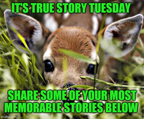 IT'S TRUE STORY TUESDAY; SHARE SOME OF YOUR MOST MEMORABLE STORIES BELOW | image tagged in true story,story time | made w/ Imgflip meme maker