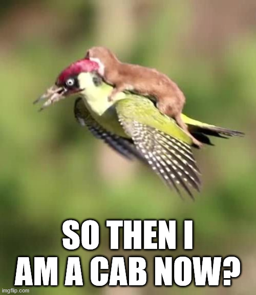 Weasel Riding A Woodpecker | SO THEN I AM A CAB NOW? | image tagged in weasel riding a woodpecker | made w/ Imgflip meme maker