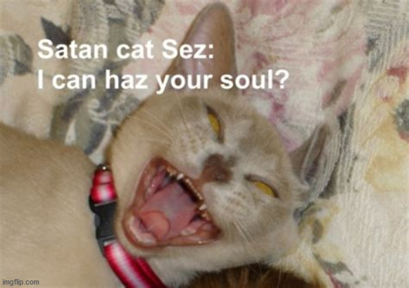 cat will haz your sould | image tagged in cats | made w/ Imgflip meme maker
