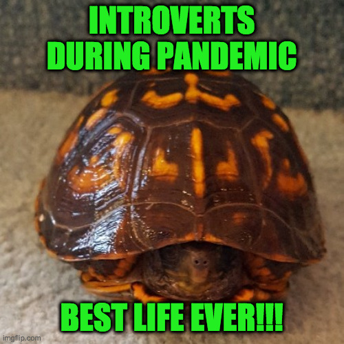 Turtle | INTROVERTS DURING PANDEMIC BEST LIFE EVER!!! | image tagged in turtle | made w/ Imgflip meme maker