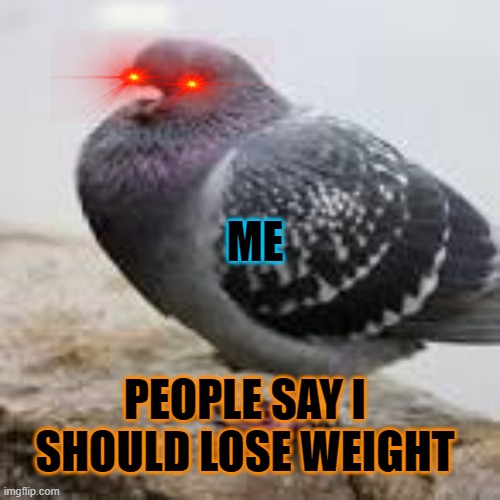 Never call me fat | ME; PEOPLE SAY I SHOULD LOSE WEIGHT | image tagged in fat pigeon | made w/ Imgflip meme maker