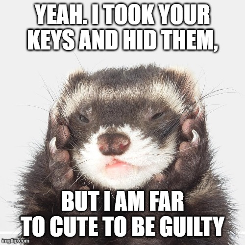 theif | YEAH. I TOOK YOUR KEYS AND HID THEM, BUT I AM FAR TO CUTE TO BE GUILTY | image tagged in ferret | made w/ Imgflip meme maker