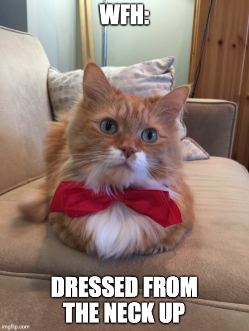 Oscar wearing red bow tie, WFH | WFH:; DRESSED FROM THE NECK UP | image tagged in wfh,cat wearing bowtie,cats,funny cats,cute cats | made w/ Imgflip meme maker