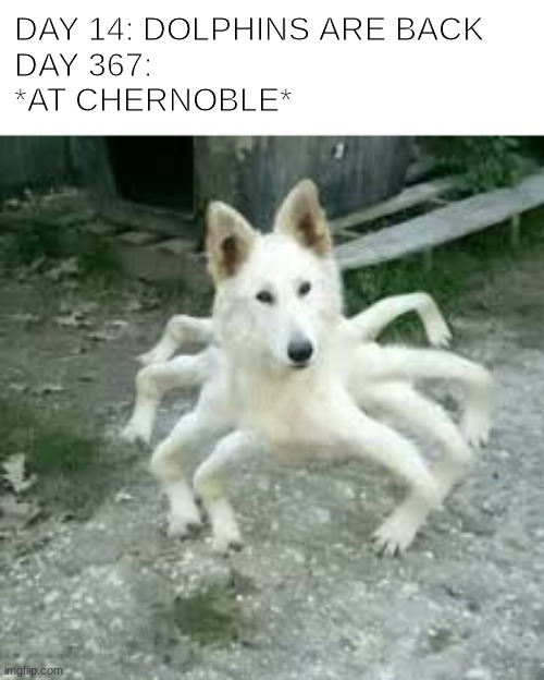 DAY 14: DOLPHINS ARE BACK  
DAY 367: 
*AT CHERNOBLE* | image tagged in quarantine,covid-19,dog,legs,chernobyl | made w/ Imgflip meme maker