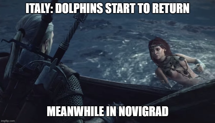 Italy: Dolphins start to returnMeanwhile in Novigrad | ITALY: DOLPHINS START TO RETURN; MEANWHILE IN NOVIGRAD | image tagged in dolphins,return,novigrad,mermaid,witcher,geralt | made w/ Imgflip meme maker