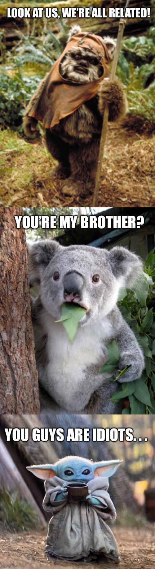 LOOK AT US, WE’RE ALL RELATED! YOU’RE MY BROTHER? YOU GUYS ARE IDIOTS. . . | image tagged in ewok koala baby yoda | made w/ Imgflip meme maker