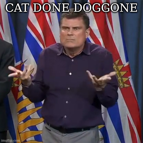 Dunno | CAT DONE DOGGONE | image tagged in dunno | made w/ Imgflip meme maker