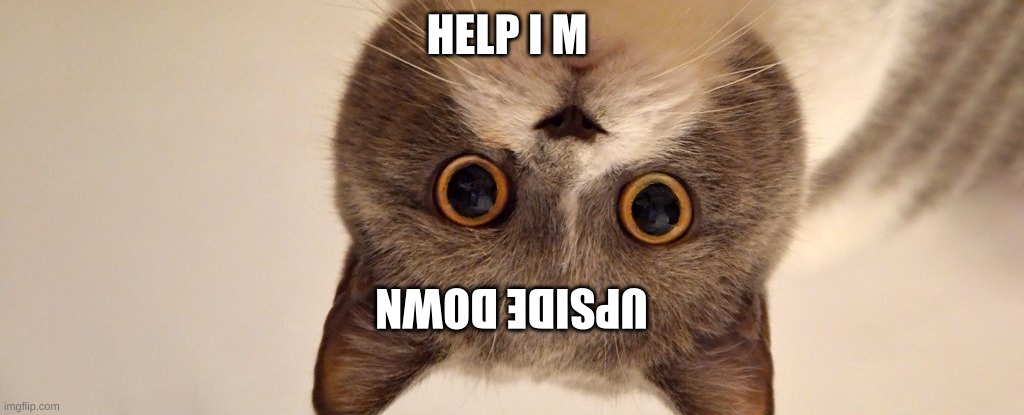 the cat | HELP I M; UPSIDE DOWN | image tagged in the cat | made w/ Imgflip meme maker