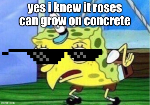 Mocking Spongebob Meme | yes i knew it roses can grow on concrete | image tagged in memes,mocking spongebob | made w/ Imgflip meme maker