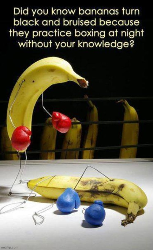The Secret Life of Bananas | image tagged in vince vance,bananas,boxing,secret,life,funny memes | made w/ Imgflip meme maker