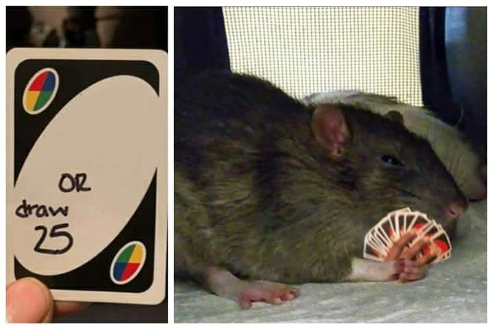 Wild Rat Card Blank Meme Template