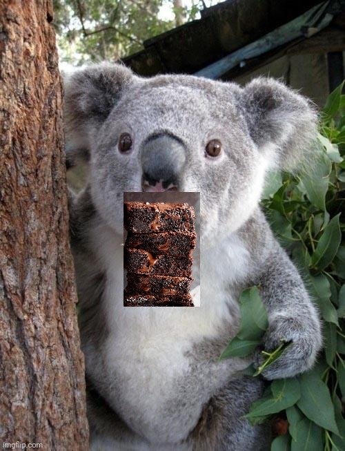 Suprised Koala | image tagged in suprised koala | made w/ Imgflip meme maker