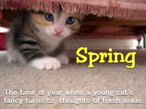 Spring kitty Blank Meme Template