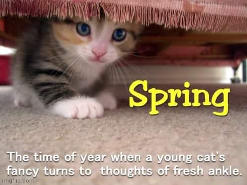 Spring thoughts | image tagged in spring kitty,springtime,cute kitten | made w/ Imgflip meme maker