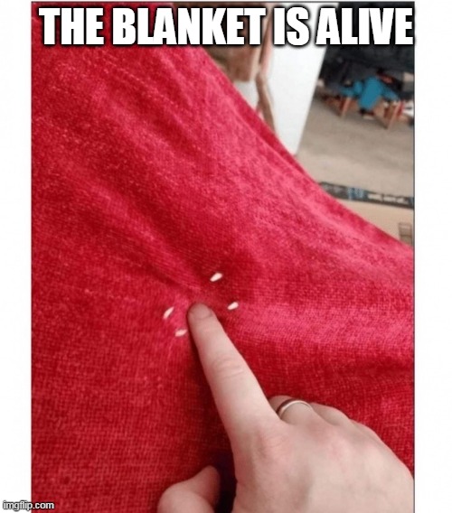 PUT YOUR FINGER IN IT | THE BLANKET IS ALIVE | image tagged in cats,funny cats | made w/ Imgflip meme maker