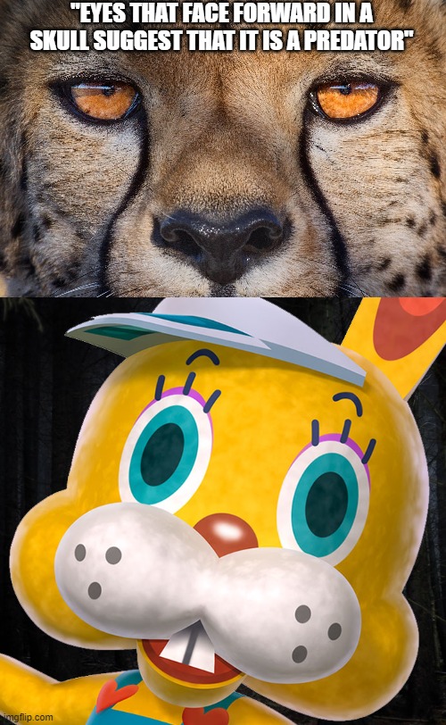 Zipper Scares Me | "EYES THAT FACE FORWARD IN A SKULL SUGGEST THAT IT IS A PREDATOR" | image tagged in animal crossing | made w/ Imgflip meme maker